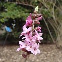 Daphne mezereum fleur P1C